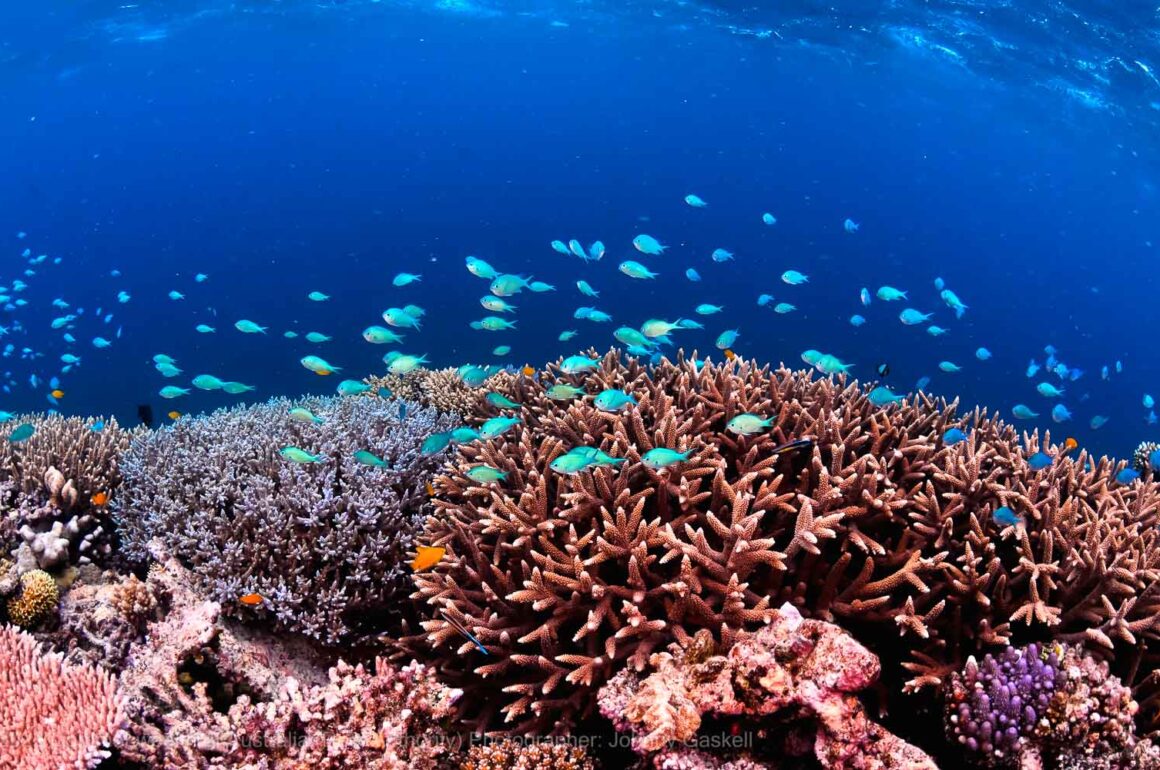 Höfundarréttur Commonwealth Of Australia Reef Authority ljósmyndari Johnny Gaskell Fish3 (1 af 1)