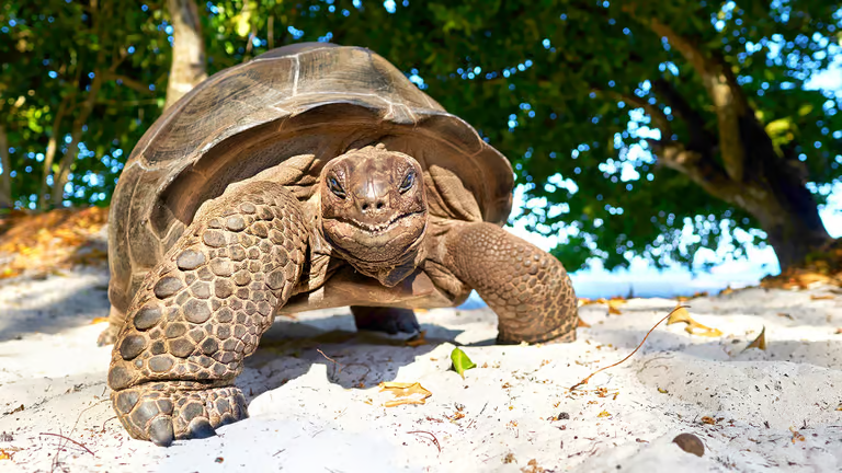 Hvar á Seychelles skjaldbaka