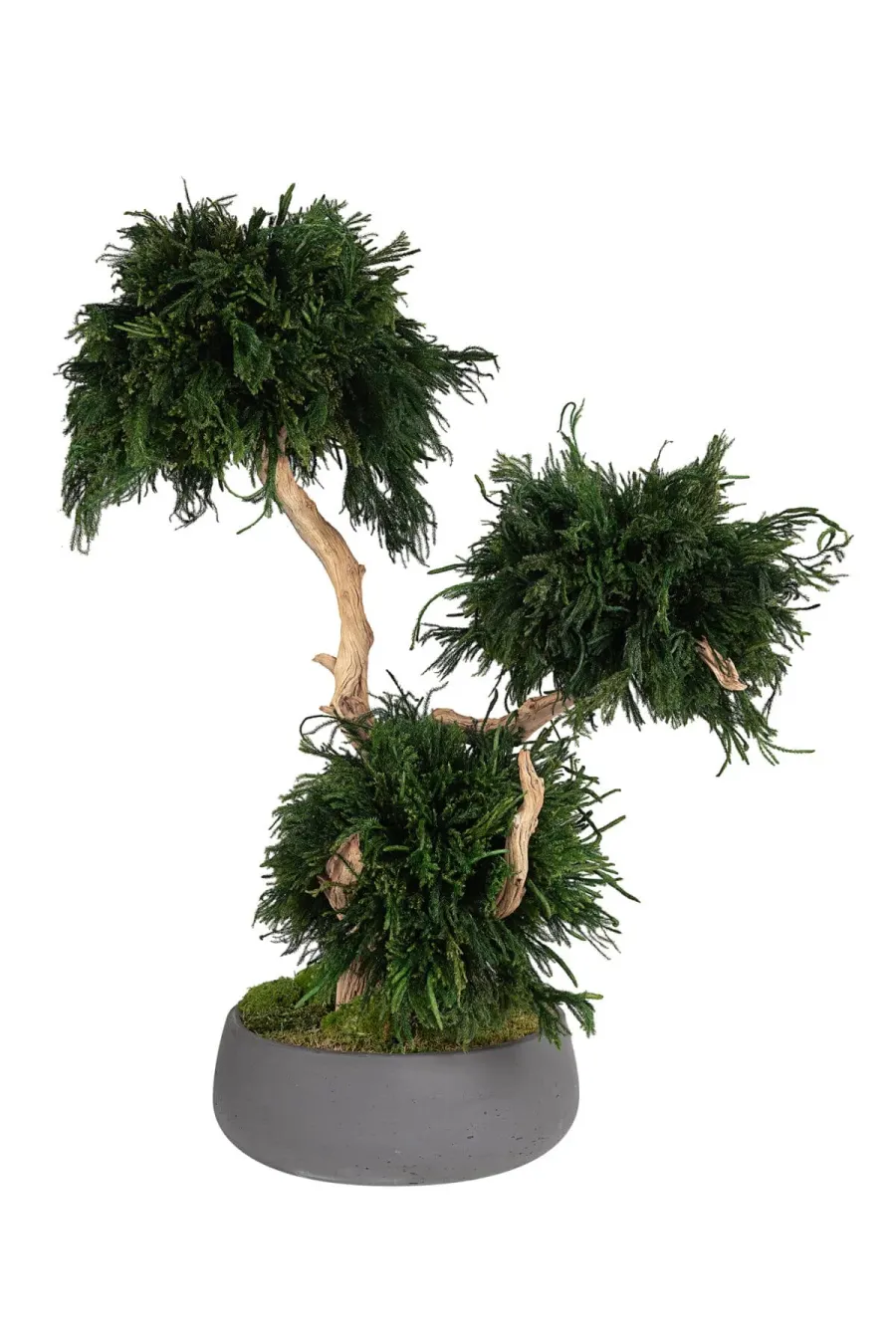 Hvað felst í stöðugleika plantna