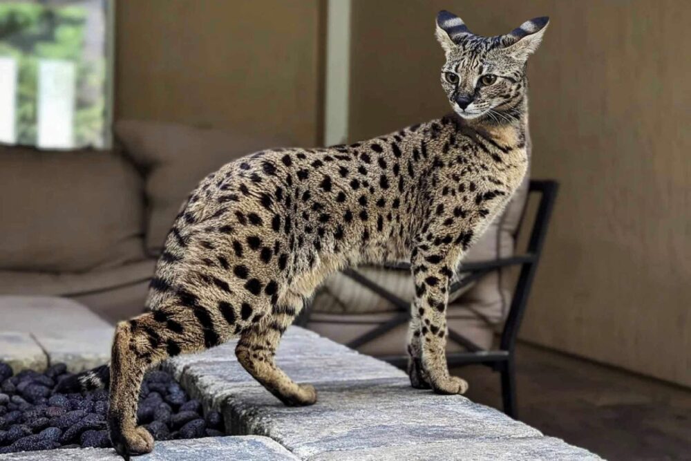 Hver er dýrasta kisann