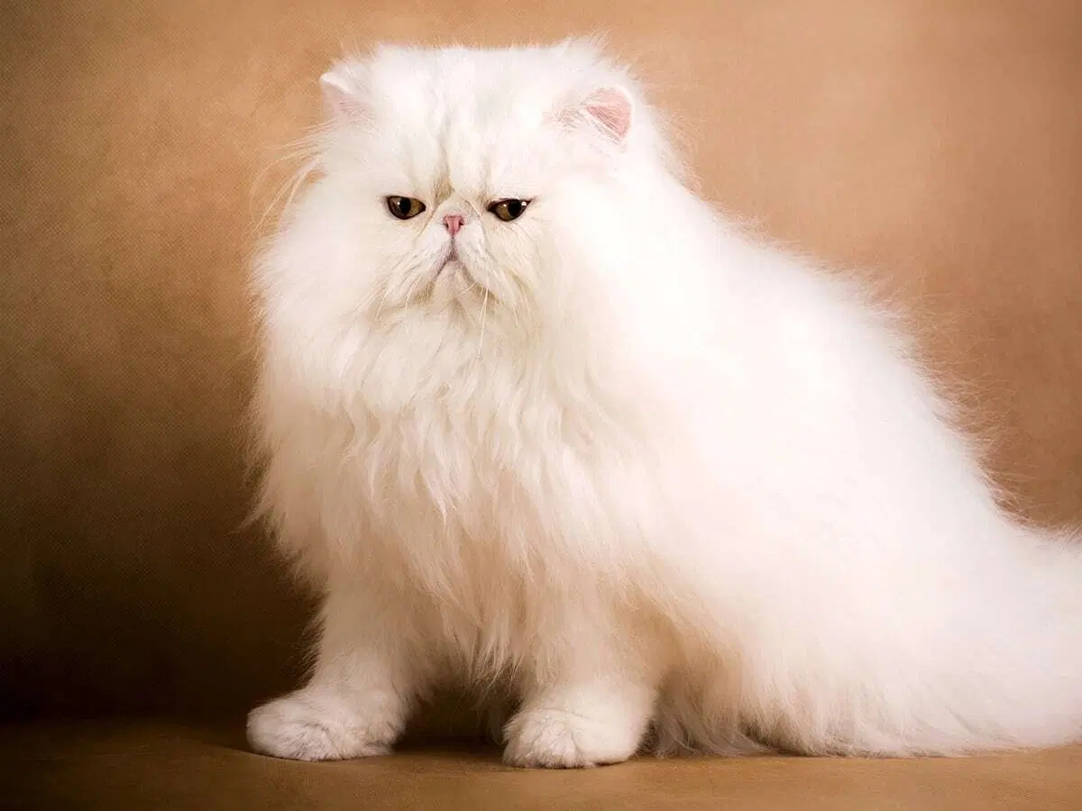 Hversu Mikið Kostar Dýrasti Kötturinn Blogg