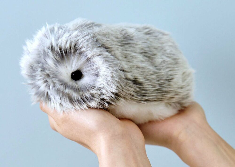 Moflin Er Hægt Að Kaupa Hann Á Póllandi