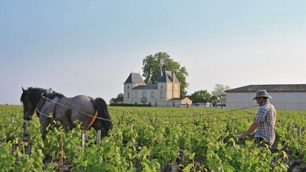 Chateau Margaux vín Verð